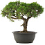 Juniperus chinensis Kishu, 29 cm, ± 25 jaar oud