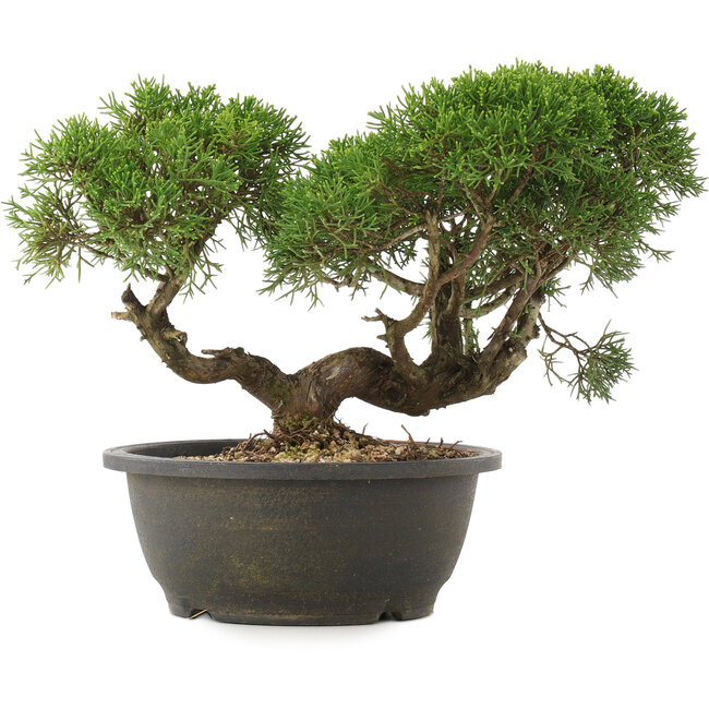 Juniperus chinensis Kishu, 22,5 cm, ± 25 anni