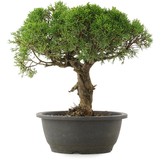 Juniperus chinensis Kishu, 29 cm, ± 25 jaar oud
