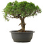 Juniperus chinensis Kishu, 29 cm, ± 25 jaar oud