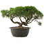 Juniperus chinensis Kishu, 22,5 cm, ± 25 Jahre alt