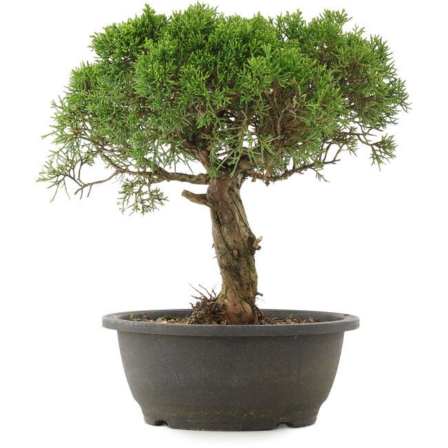 Juniperus chinensis Kishu, 29 cm, ± 25 years old
