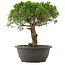 Juniperus chinensis Kishu, 29 cm, ± 25 anni