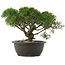 Juniperus chinensis Kishu, 22,5 cm, ± 25 anni