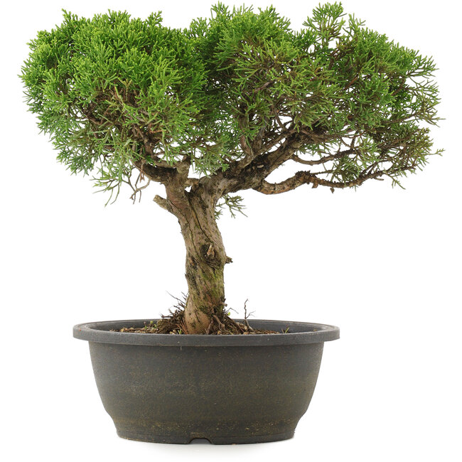 Juniperus chinensis Kishu, 29 cm, ± 25 years old