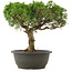 Juniperus chinensis Kishu, 29 cm, ± 25 jaar oud