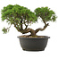 Juniperus chinensis Kishu, 22,5 cm, ± 25 anni