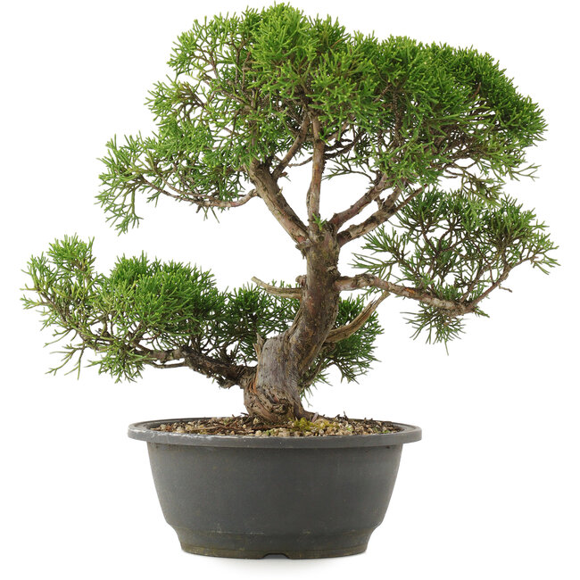 Juniperus chinensis Kishu, 28,5 cm, ± 25 years old