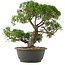 Juniperus chinensis Kishu, 28,5 cm, ± 25 anni