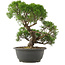 Juniperus chinensis Kishu, 28,5 cm, ± 25 anni