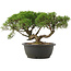 Juniperus chinensis Kishu, 22,5 cm, ± 25 years old