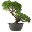 Juniperus chinensis Kishu, 28,5 cm, ± 25 years old