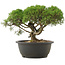 Juniperus chinensis Kishu, 22,5 cm, ± 25 anni