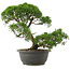 Juniperus chinensis Kishu, 28,5 cm, ± 25 anni