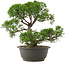 Juniperus chinensis Kishu, 28,5 cm, ± 25 years old