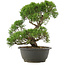 Juniperus chinensis Kishu, 28,5 cm, ± 25 anni