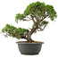 Juniperus chinensis Kishu, 28,5 cm, ± 25 anni