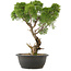 Juniperus chinensis Kishu, 38 cm, ± 25 anni