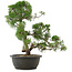 Juniperus chinensis Kishu, 40 cm, ± 25 anni