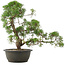 Juniperus chinensis Kishu, 40 cm, ± 25 anni