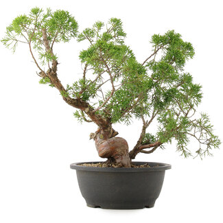 Juniperus chinensis Kishu, 35,5 cm, ± 25 anni