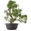 Juniperus chinensis Kishu, 40 cm, ± 25 Jahre alt