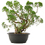 Juniperus chinensis Kishu, 35,5 cm, ± 25 anni