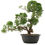 Juniperus chinensis Kishu, 40 cm, ± 25 anni