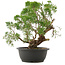 Juniperus chinensis Kishu, 35,5 cm, ± 25 anni