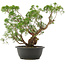 Juniperus chinensis Kishu, 35,5 cm, ± 25 anni