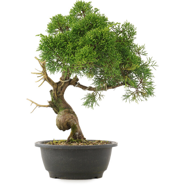 Juniperus chinensis Kishu, 33,5 cm, ± 25 años