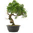 Juniperus chinensis Kishu, 33,5 cm, ± 25 años