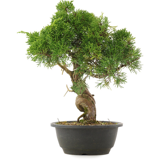 Juniperus chinensis Kishu, 33,5 cm, ± 25 Jahre alt