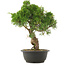 Juniperus chinensis Kishu, 33,5 cm, ± 25 años