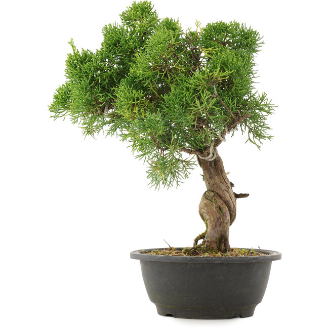 Juniperus chinensis Kishu, 33,5 cm, ± 25 Jahre alt