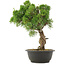 Juniperus chinensis Kishu, 33,5 cm, ± 25 años