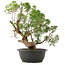 Juniperus chinensis Kishu, 35,5 cm, ± 25 anni