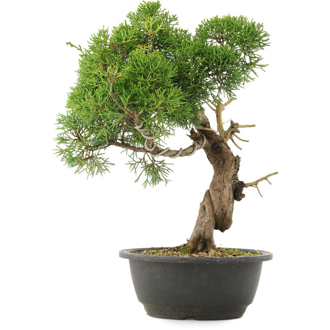 Juniperus chinensis Kishu, 33,5 cm, ± 25 años