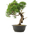 Juniperus chinensis Kishu, 33,5 cm, ± 25 años
