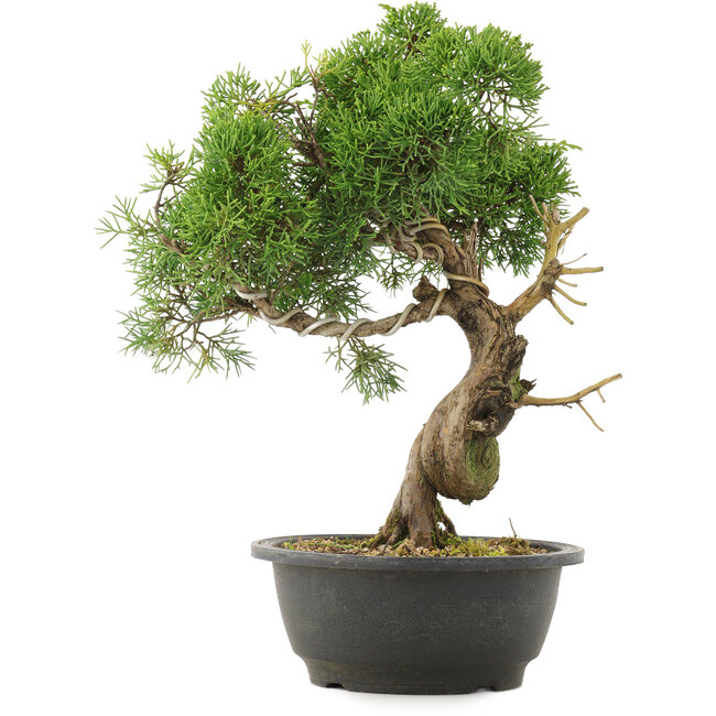 Juniperus chinensis Kishu, 33,5 cm, ± 25 ans