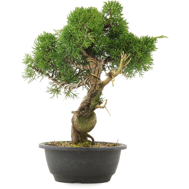 Juniperus chinensis Kishu, 33,5 cm, ± 25 Jahre alt