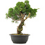 Juniperus chinensis Kishu, 33,5 cm, ± 25 años
