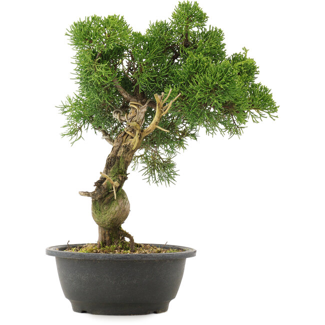 Juniperus chinensis Kishu, 33,5 cm, ± 25 años