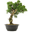 Juniperus chinensis Kishu, 33,5 cm, ± 25 años