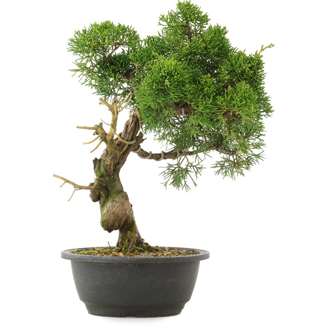 Juniperus chinensis Kishu, 33,5 cm, ± 25 Jahre alt