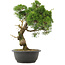 Juniperus chinensis Kishu, 33,5 cm, ± 25 jaar oud