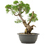 Juniperus chinensis Kishu, 30,5 cm, ± 25 anni