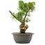 Juniperus chinensis Kishu, 30,5 cm, ± 25 anni