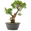 Juniperus chinensis Kishu, 30,5 cm, ± 25 jaar oud