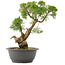 Juniperus chinensis Kishu, 30,5 cm, ± 25 jaar oud